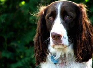 Conseils pour un chien souffrant d anxiété de séparation sévère 