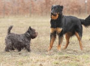 Comprendre les signaux du langage corporel de votre chien 