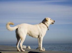 Que faire lorsque votre chien joue trop brutalement 