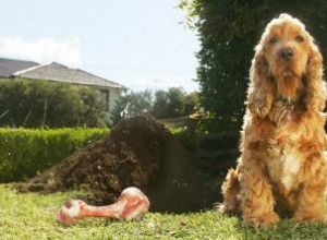 Pourquoi les chiens enterrent-ils les os ? 