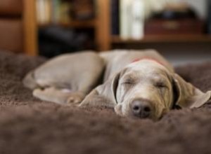 Pourquoi les chiens dorment-ils autant ? Savoir ce qui est normal 