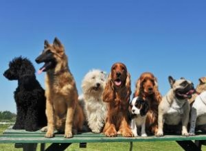 Avantages et inconvénients des chiens croisés 