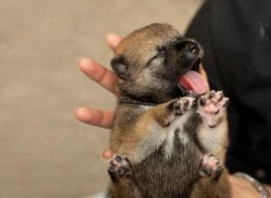 Guide de soins pour les chiots nouveau-nés 