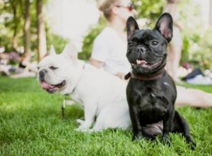 Aperçu du service d élevage de chiens 