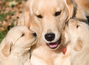 Symptômes tout au long de la grossesse du chien 