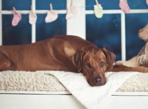 La durée moyenne de la grossesse d un chien 