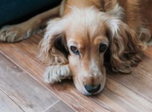 Qu est-ce que le pyomètre chez le chien ? Signes, symptômes et traitement 