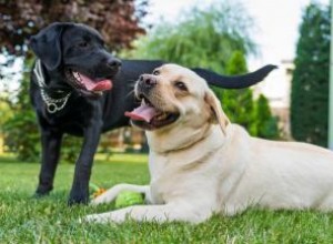 Que faire lorsque les chiens sont attachés 