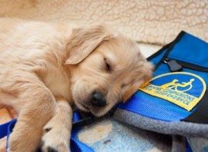 Entretien avec les compagnons canins pour l indépendance 