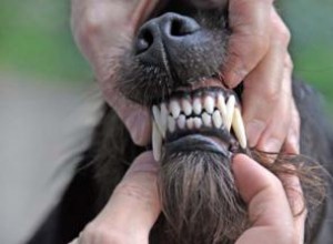 3 conseils importants pour l hygiène dentaire canine 