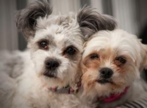 Adorables styles de toilettage Shih Tzu 