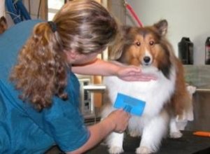 Choisir la bonne brosse pour la fourrure de votre chien 