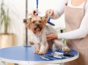 Cadeaux de Noël pour les toiletteurs de chiens 