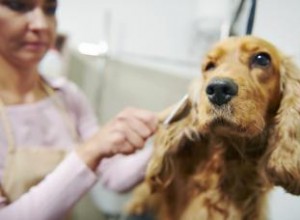 Le shampooing sans eau QuikClean fonctionne-t-il ? 