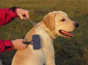 Troubles du toilettage des chiens et utilisation de tranquillisants 