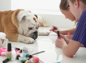 Options de vernis à ongles pour chien :Dorlotez votre chiot 