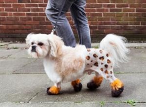 Cinq styles de toilettage inhabituels pour chiens 