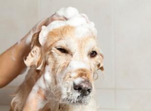 Comment créer une boîte de toilettage pour chien 