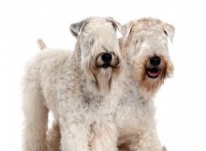 Comment toiletter un Wheaten Terrier 