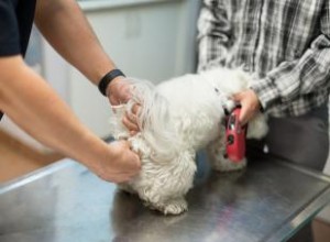 Problèmes et remèdes pour les glandes anales de votre chien 