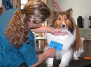 Emmener son chien chez le toiletteur 