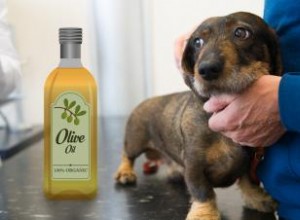 Utilisez de l huile d olive pour la peau sèche du chien 