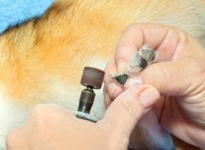 Utiliser un broyeur à ongles pour chien 