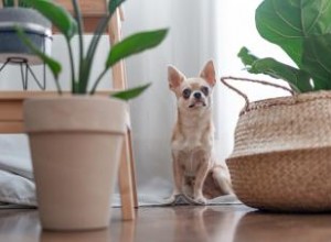 10 plantes d intérieur adaptées aux animaux de compagnie qui sont sans danger pour les amis à fourrure 