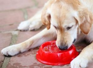 12 causes potentielles de soif excessive chez les chiens 