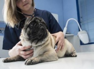 5 signes d insuffisance pancréatique exocrine chez le chien 