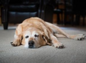 7 signes que votre chien pourrait avoir eu un AVC 