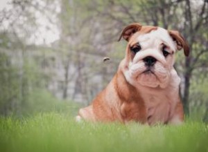 7 étapes à suivre si votre chien se fait piquer par une abeille 