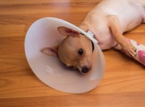 9 des blessures les plus courantes chez les chiens 