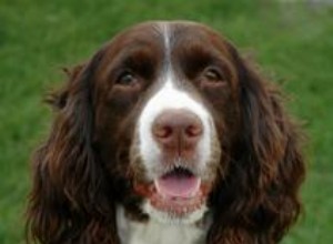 9 Maladies du Springer Spaniel 