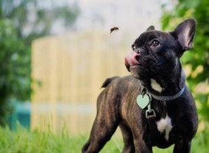 Mesures à prendre si votre chien a mangé une abeille 