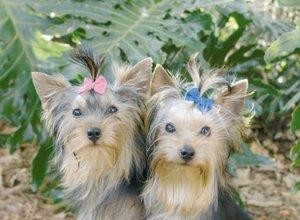 Conseils pour un Yorkie malade 