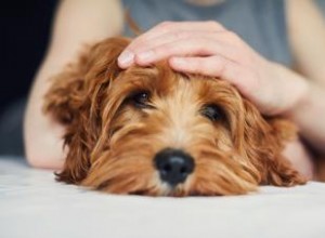 Guide du propriétaire des tiques sur les chiens 