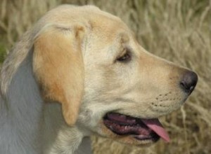 Réponses aux questions courantes sur la santé des chiens 