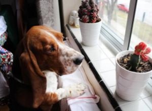 Les plantes succulentes sont-elles toxiques pour les chiens ? 