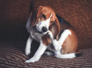 Le meilleur (et le plus sûr) médicament contre les allergies pour chiens 