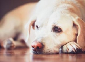 Meilleurs régimes pour un chien souffrant de diarrhée + conseils 