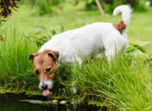 Toxicité des algues bleues vertes chez les chiens 