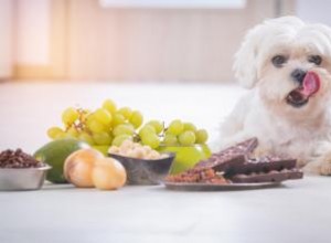 Un chien peut-il mourir en mangeant du chocolat 