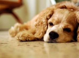 Constipation canine :symptômes, causes et traitement 