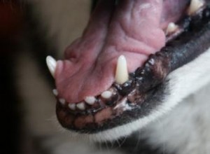 Croissance excessive des gencives canines ou hyperplasie gingivale 