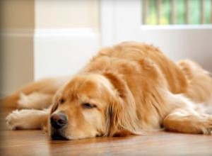 Soulagement de la douleur canine :Médicaments et options holistiques 