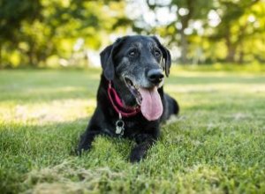 Polyarthrite rhumatoïde canine 