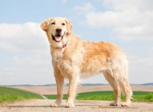 Causes du cancer chez les chiens à connaître 