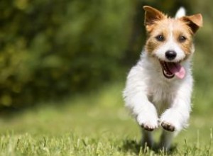 Causes du hoquet de chien et comment se débarrasser de cette condition embêtante 