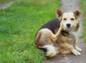 Choisir des pilules ou des médicaments contre les puces, les tiques et les vers du cœur pour chiens 